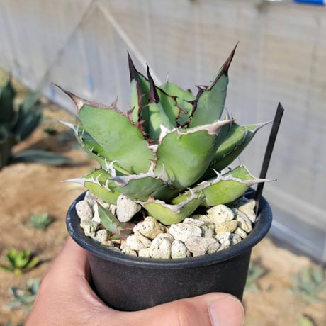 趣 agave titanota panda(熊猫)②