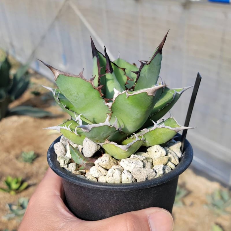 趣 agave titanota panda(熊猫)② | カトーエンゲー