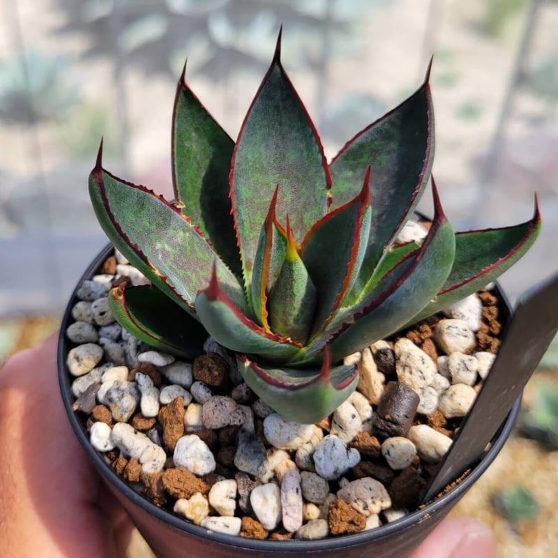 【専用】agave X仔株 種子] アガベ サブシンプレックス Agave subsimplex - SEEDSTOCK