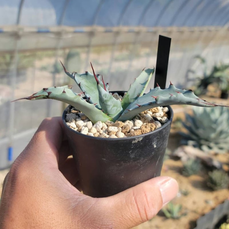 agave colorata hyb. leo② | カトーエンゲー