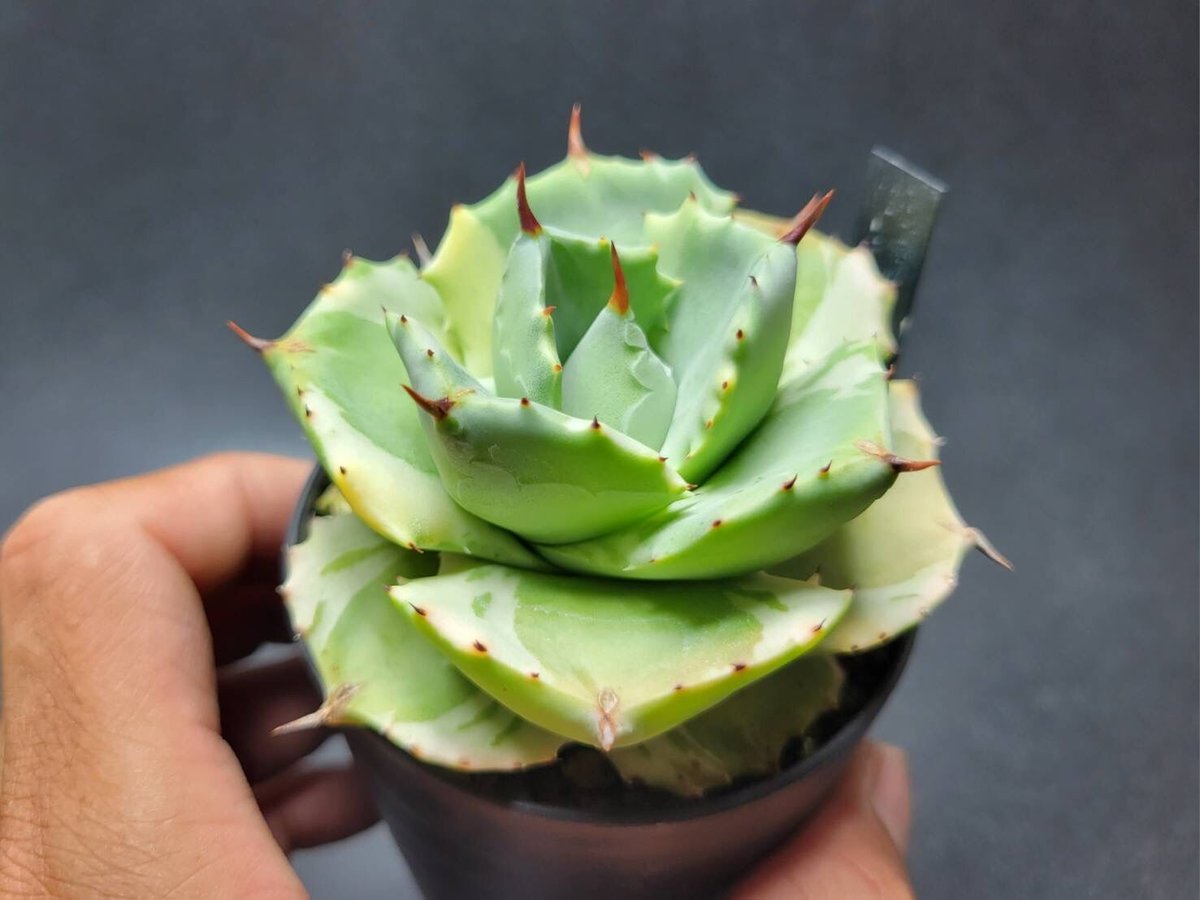 agave 王妃雷神錦(白覆輪) | カトーエンゲー