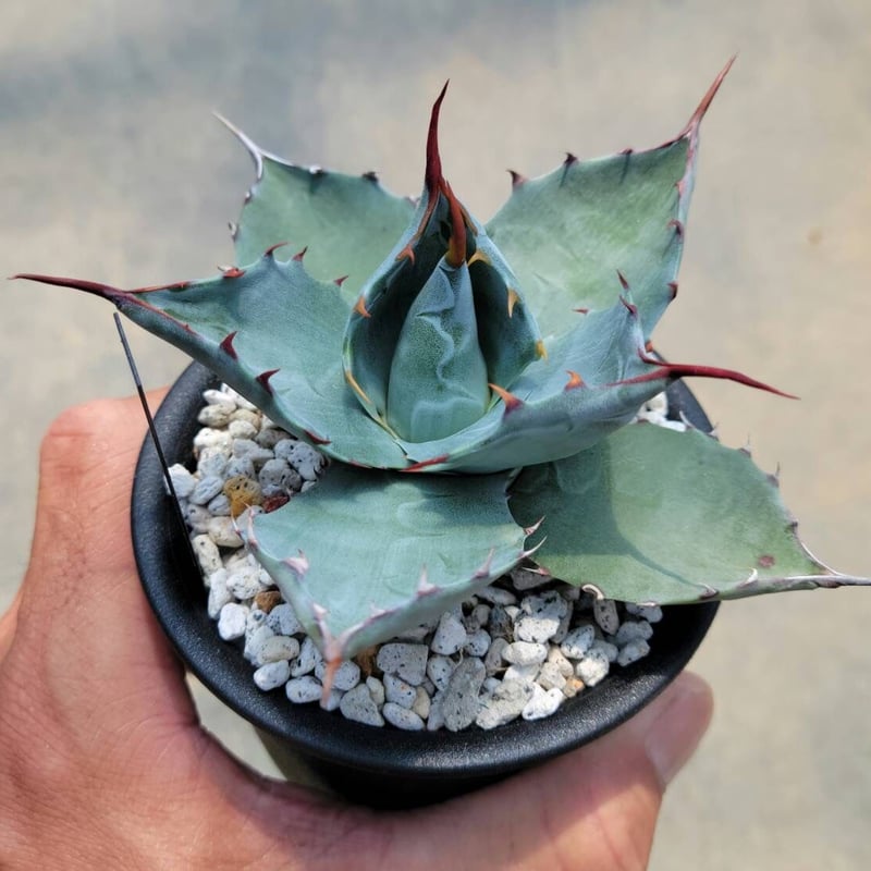 アガベ パラサナ×コロラータ | カトーエンゲー