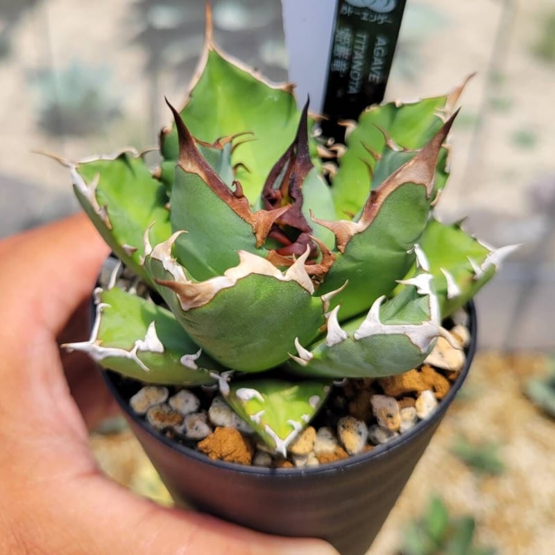 ようくんさん専用 チタノタ 姫巌龍・シーザー ようくんさん専用