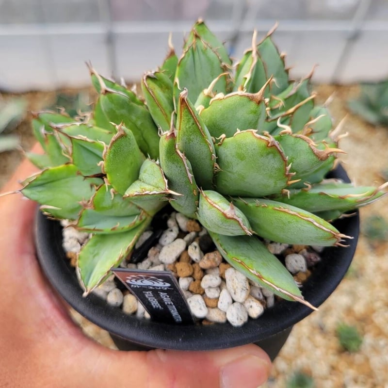 agave titanota 'filigree' | カトーエンゲー