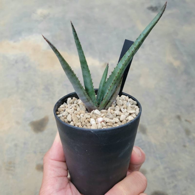 大株 アロエ 黒太刀 鉢底から高さ80cm 大株 アロエ 黒太刀 鉢底から高