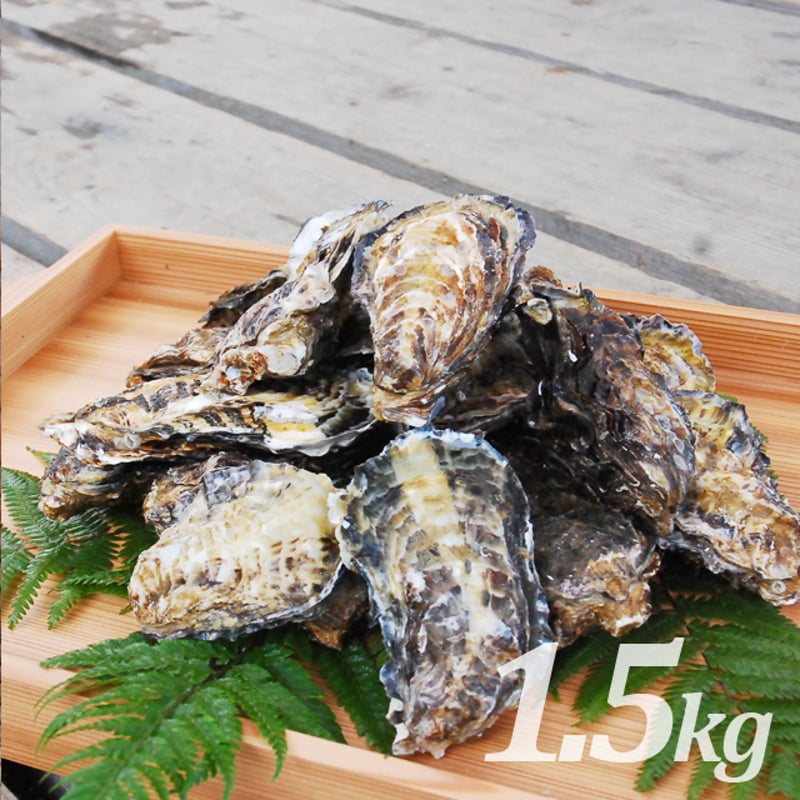舞鶴産殻付き真牡蠣5kg（加熱用） 朝どれ直送】殻付養殖真牡蠣 5kg 加熱用 | 岡山八朗兵衛商店