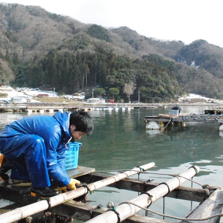 【朝どれ直送】殻付養殖真牡蠣 5kg 加熱用