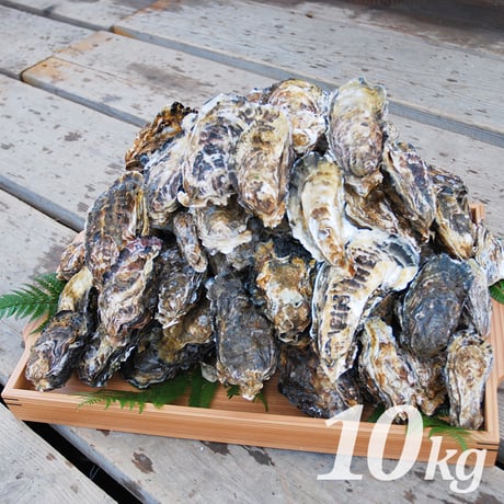 【朝どれ直送】殻付養殖真牡蠣10kg 加熱用