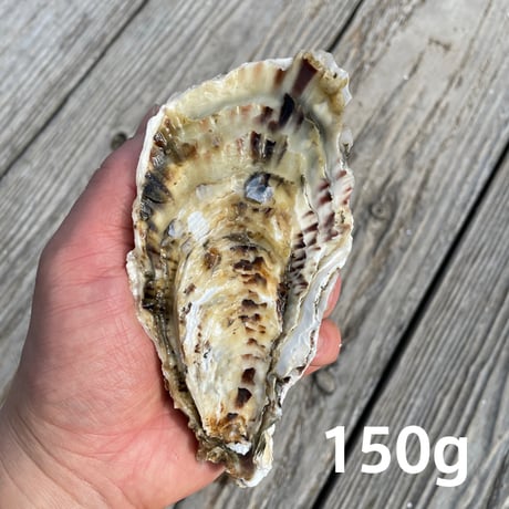 【朝どれ直送】殻付養殖真牡蠣 5kg 加熱用