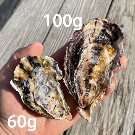 【オリジナルバレンタインカード付】殻付養殖真牡蠣1.5kg 加熱用