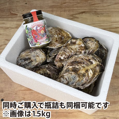 【朝どれ直送】殻付養殖真牡蠣1.5kg 加熱用