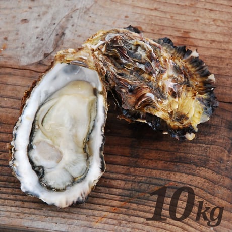 【朝どれ直送】殻付養殖真牡蠣10kg 加熱用