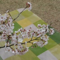さくらシート「芝生仕様」