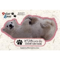 ホッキョクグマ　ララファミリー「ピリカ」2