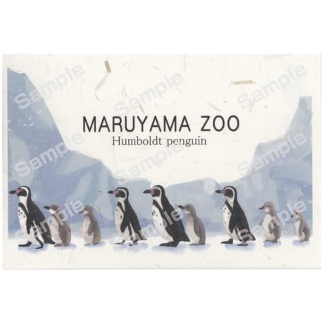 さっぽろ円山動物園ポストカード展2025 44白藍
