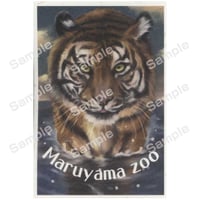 さっぽろ円山動物園ポストカード展2025 05しちみとうがらし