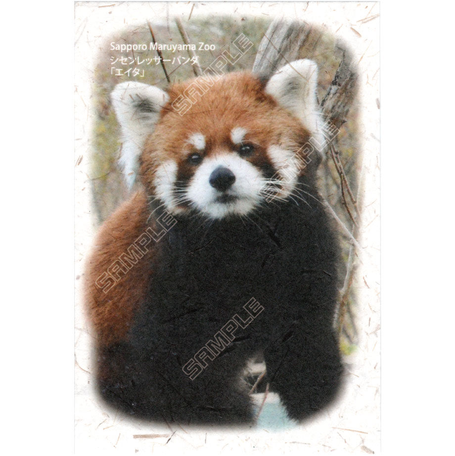 シセンレッサーパンダ「エイタ」縦 | wordmgoodsSTORE