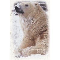 ホッキョクグマ「リラ」鼻に雪