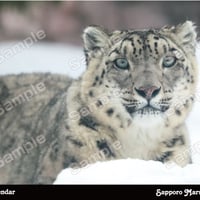 2026年みんなの写真で作ろう円山動物園壁掛けカレンダー