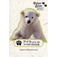 ホッキョクグマ　ララファミリー「アイラ」5