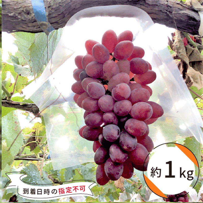 サニールージュ（約1kg） | かつぬまーと