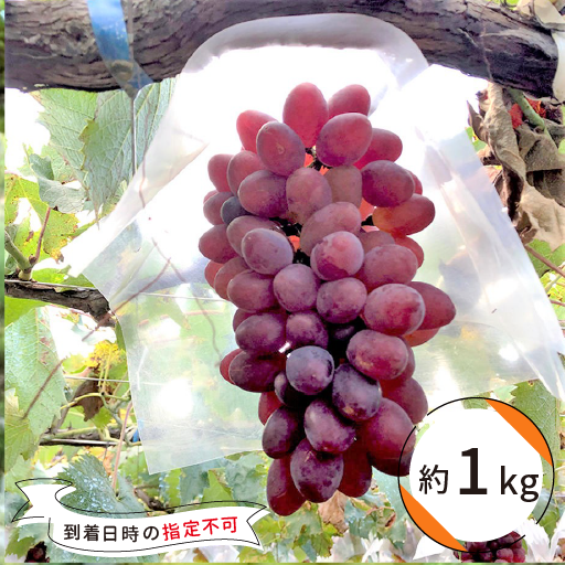 サニールージュ（約1kg） | かつぬまーと