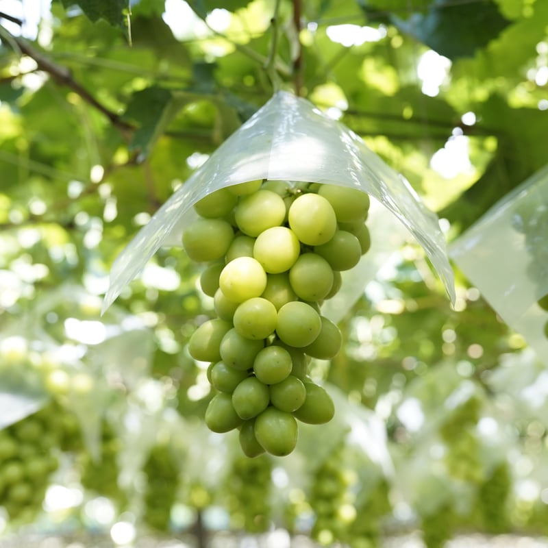 敬老の日ギフト】シャインマスカット2房 | かつぬまーと