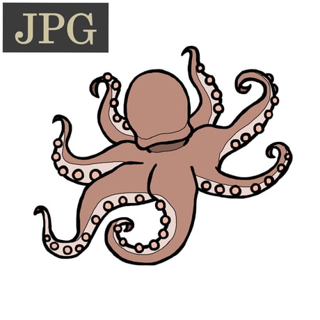 【JPG】タコ／octopus