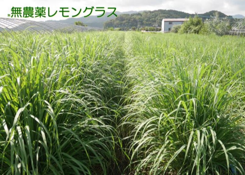 ハーブティー(5P,6P入り)5種セット | 熊本ハーブ園レモングラス
