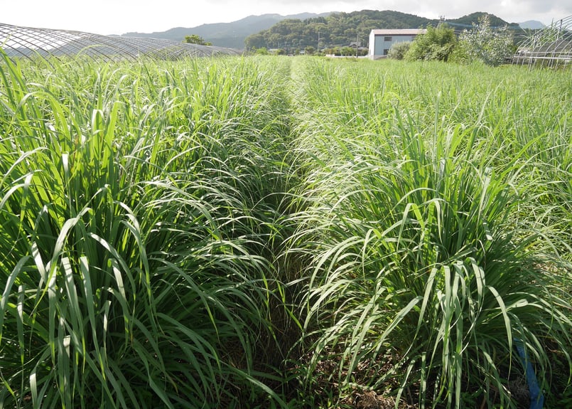 レモングラスティー（6P入り） | 熊本ハーブ園レモングラス