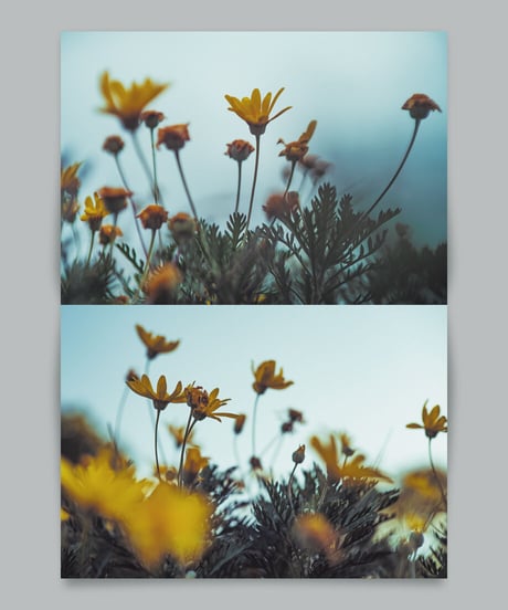 写真集「花美 2」