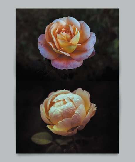 写真集「花美 1」