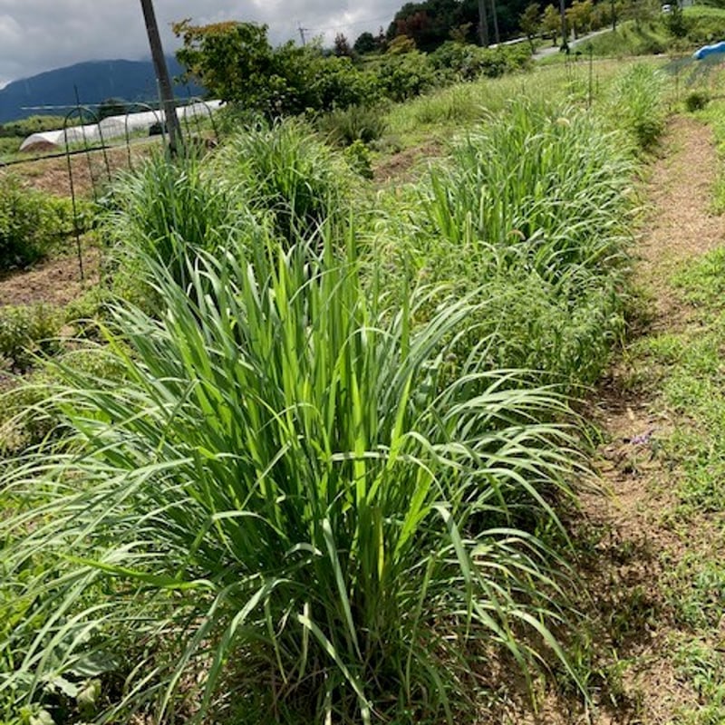 ハーブティー レモングラス・ホーリーバジル（トゥルシー） | Sunshine