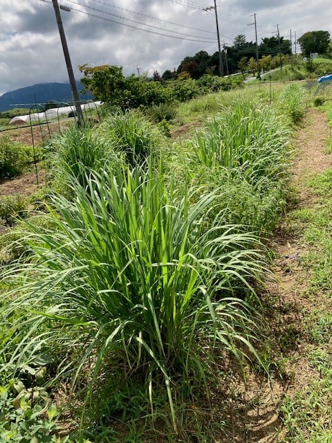 ハーブティー レモングラス・ホーリーバジル（トゥルシー） | Sunshine