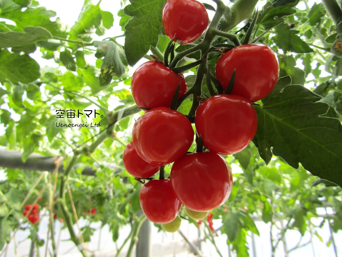 空宙トマト®謹製プチぷよ〈冷蔵便〉 | Uenoengei【上野園芸】online store