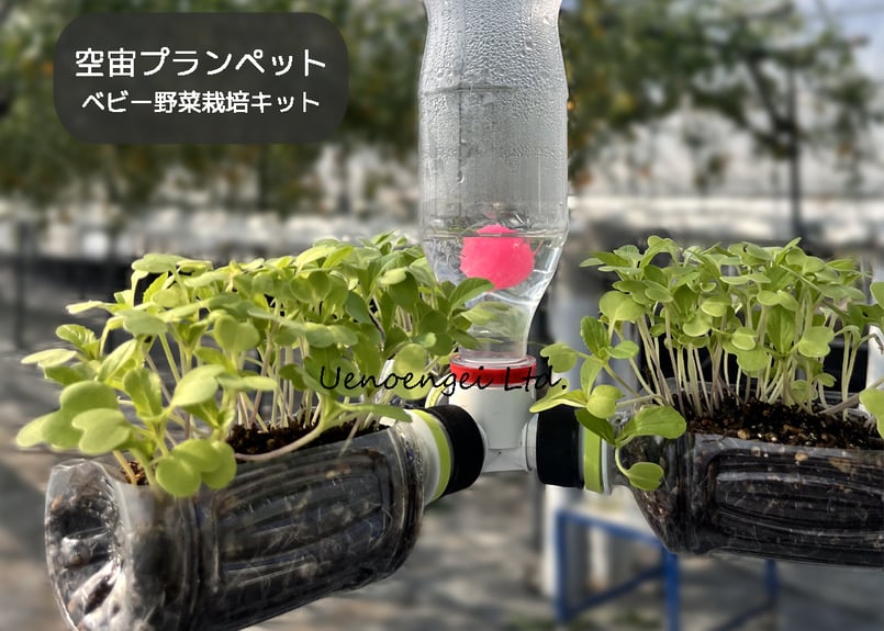 Top【選抜株】264840ポーク ベリー　50個　水耕栽培　プラグトレー苗 空宙®プランペット【スプラウト・ベビー野菜栽培キット】 | Uenoengei