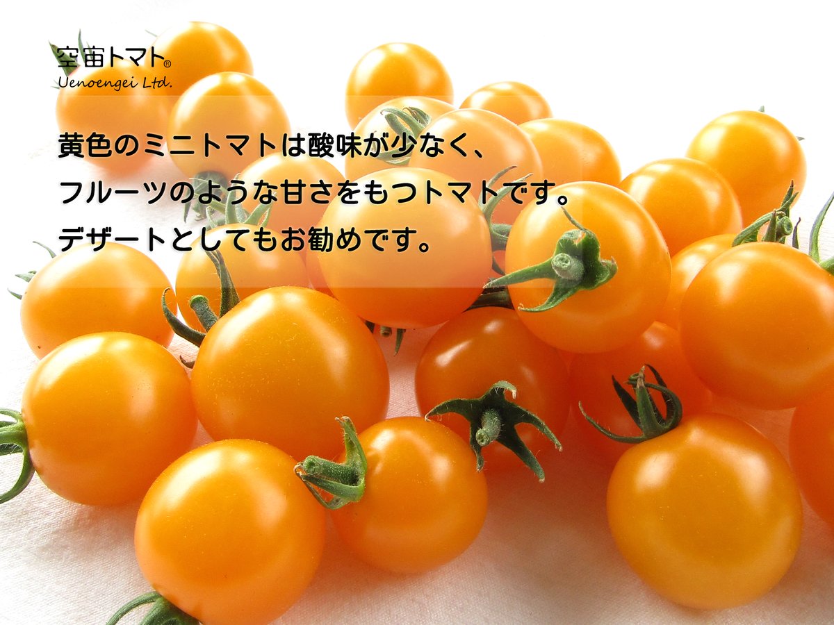 空宙®トマトおまかせセット | Uenoengei【上野園芸】online store