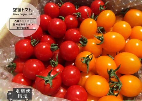 【2026春作定期便：隔週】空宙トマト赤黄詰め合わせ１キロ：割合変動制