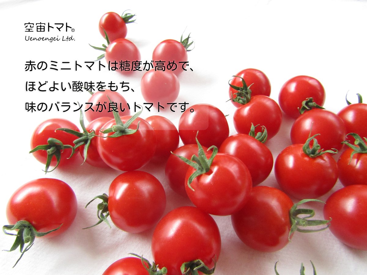 空宙トマト®おまかせセット | Uenoengei【上野園芸】online store