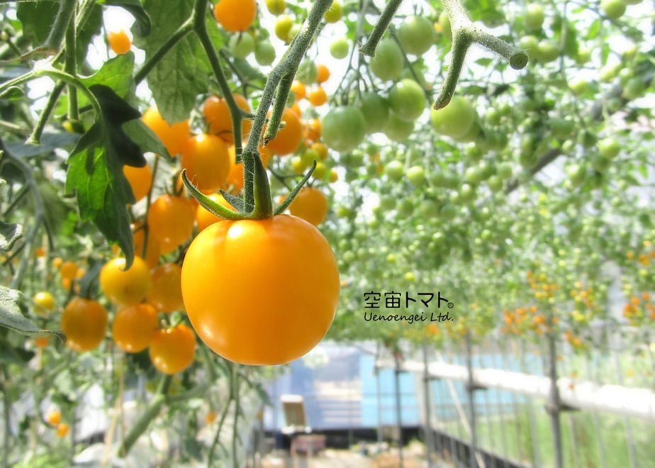 654c29384be9ef002edb1040