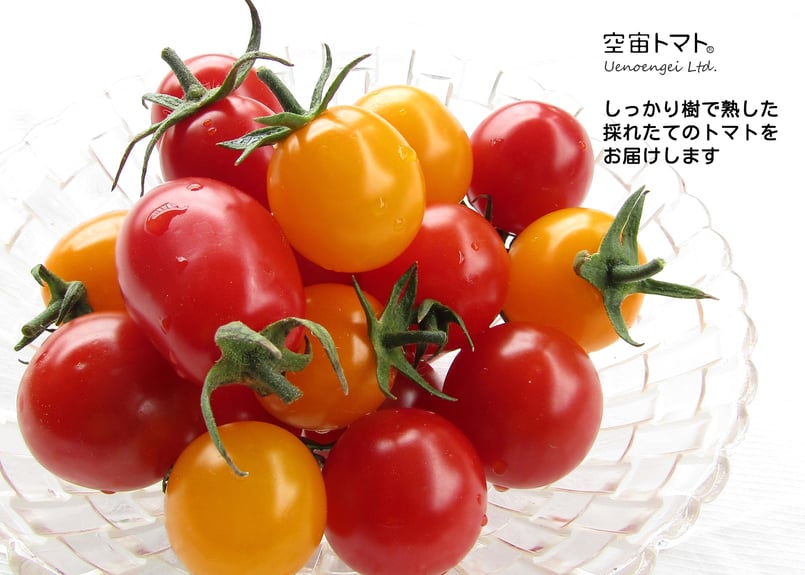 空宙®トマトおまかせセット | Uenoengei【上野園芸】online store