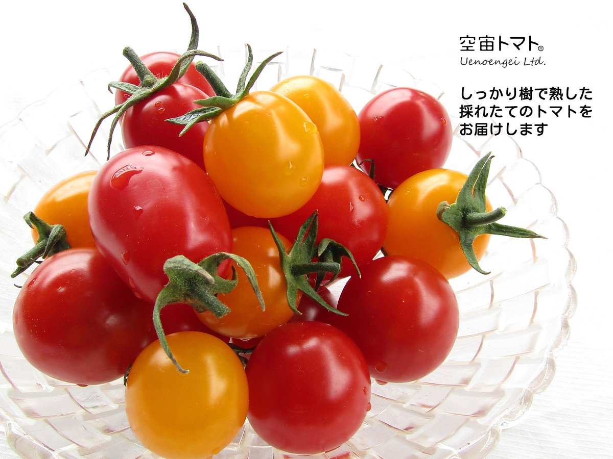 トマト❗️＋1球 空宙トマト®おまかせセット | Uenoengei【上野園芸】online store