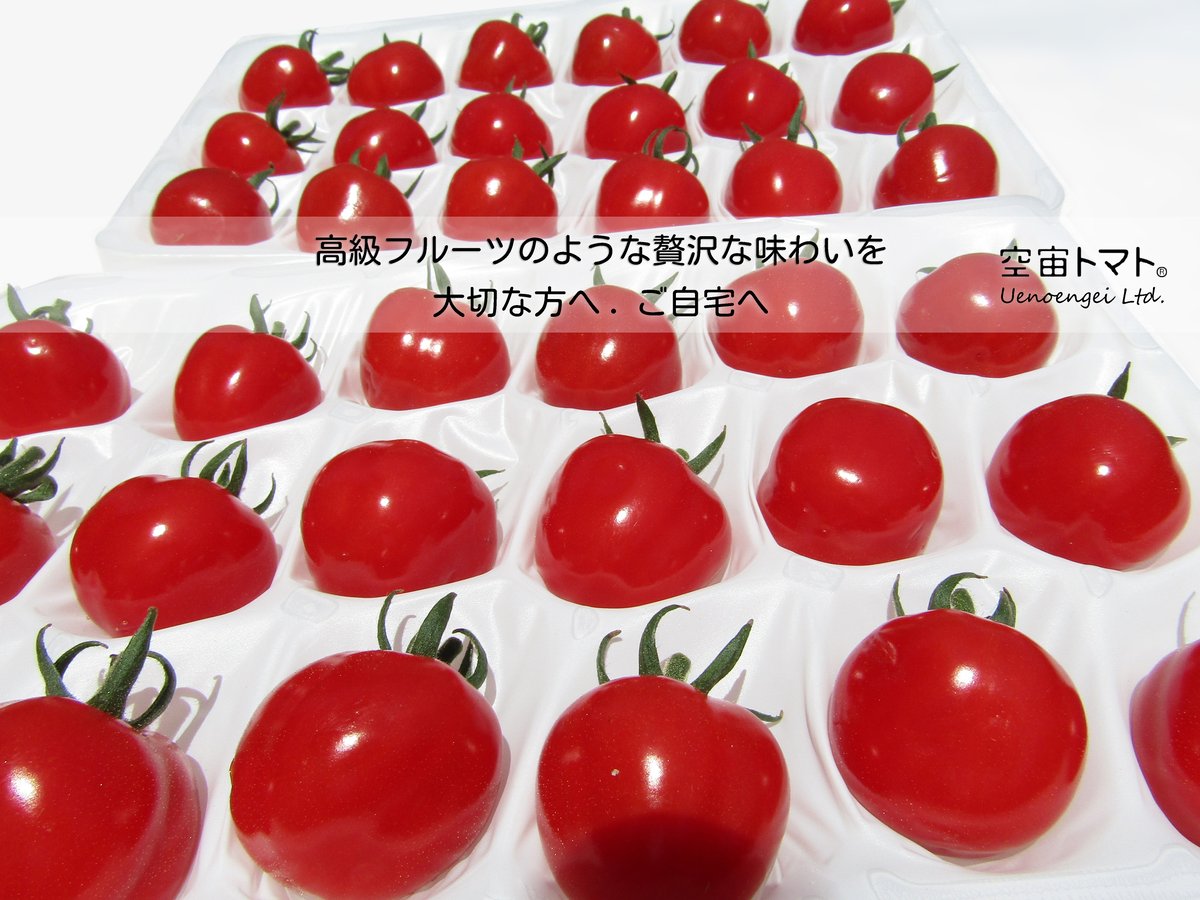 プチtomato *Prof ☑️**様 空宙®トマト謹製プチぷよ〈冷蔵便〉 | Uenoengei【上野園芸】online store