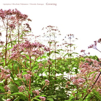 【CD】Growing / tipsipúca+