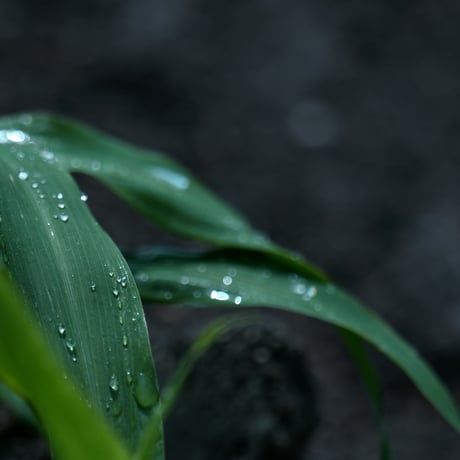 【お試しサイズ6包】ハトムギ酵素