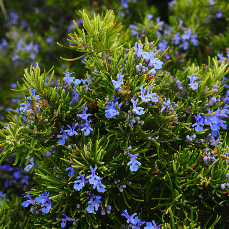 ≪今季終了≫ローズマリー(ROSEMARY HONEY) 120g【BIO認定/生はちみつ 】