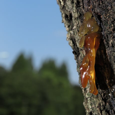 森の妖精(FIARY FOREST HONEY) 120g【BIO認定/生はちみつ 】