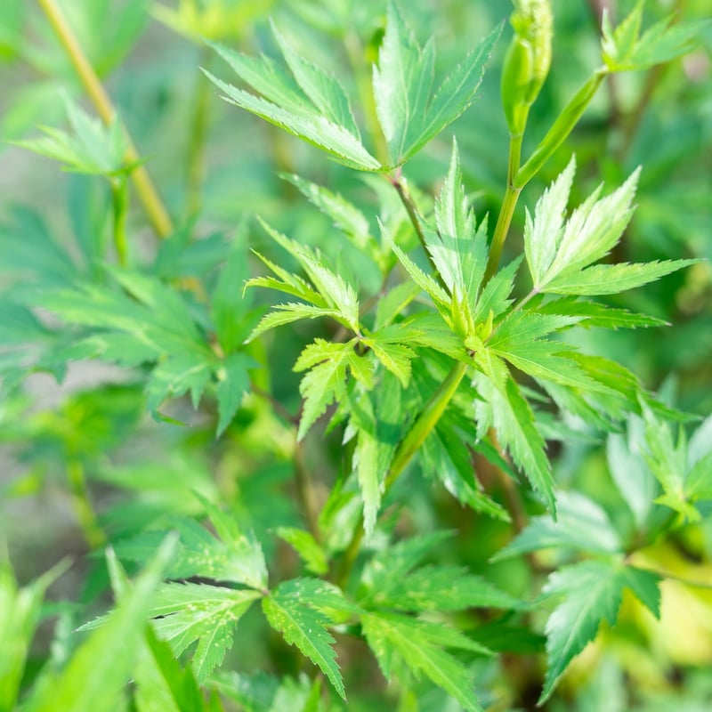 業務用】大和当帰 乾燥葉100g | BE.naturally SHOP