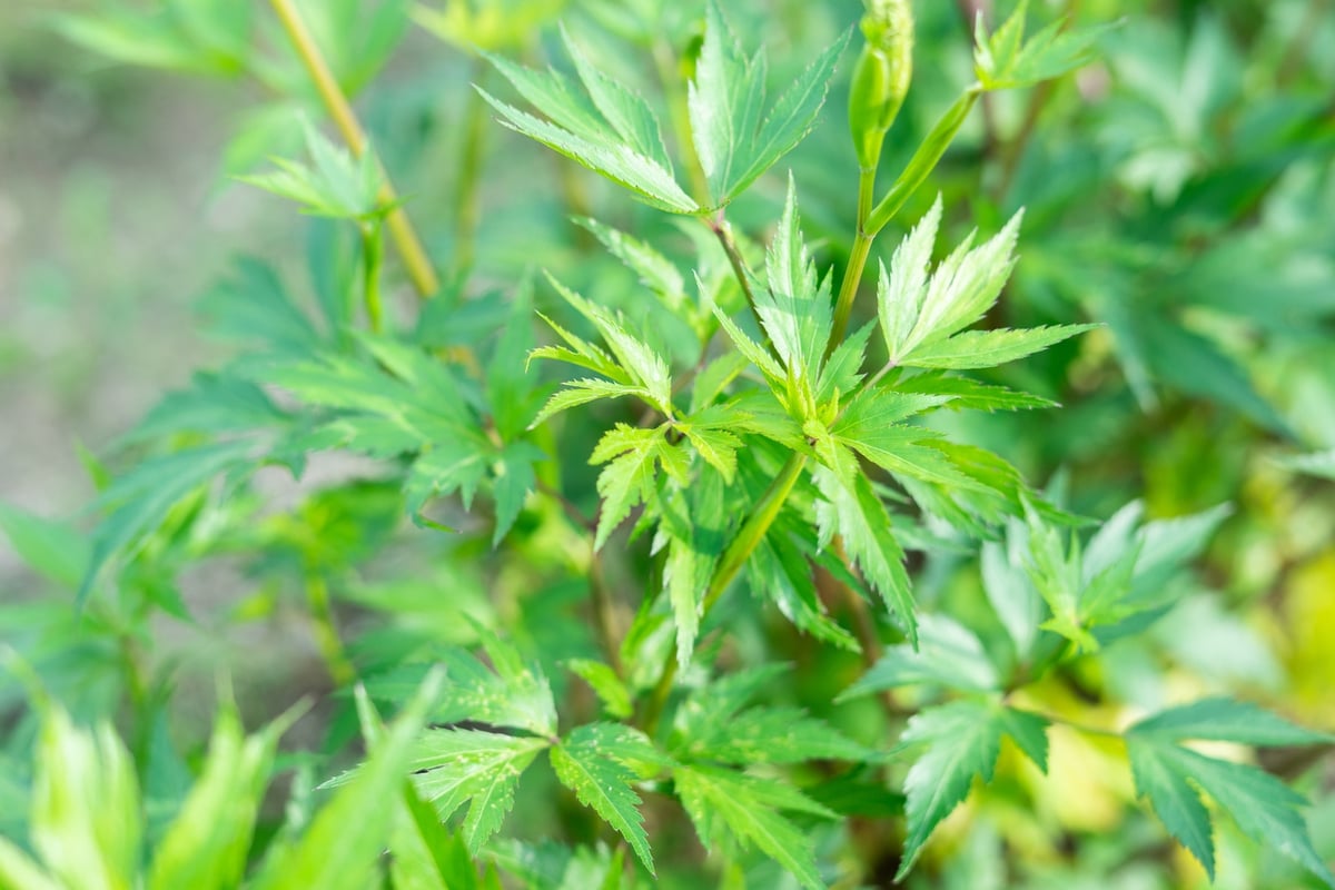 業務用】大和当帰 乾燥葉100g | BE.naturally SHOP