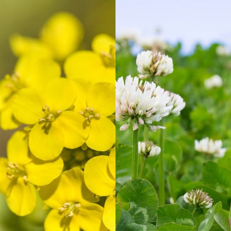春の草原(SPRING FIELD HONEY) 120g【BIO認定/生はちみつ 】